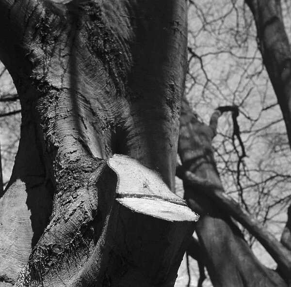 A lopped beech tree branch with rising sap. 1939