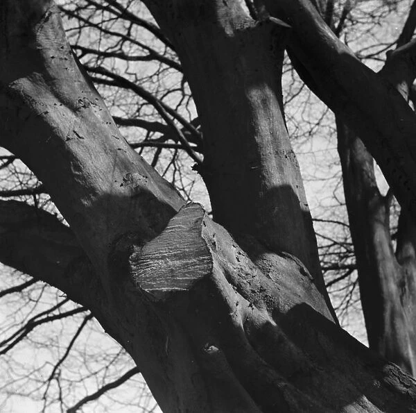 A lopped beech tree branch with rising sap. 1939