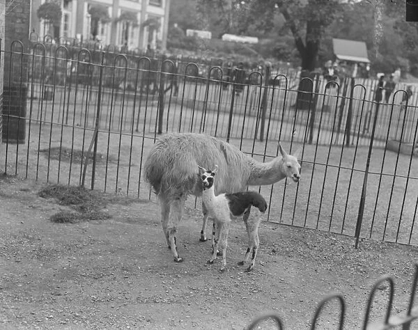 Ma and her little Llama. The baby llama at the zoo. It is about a fortnight old