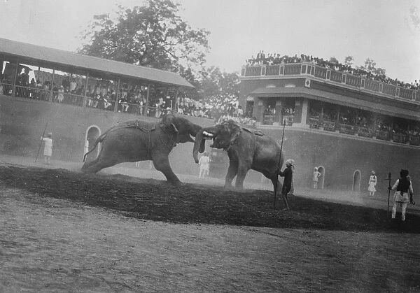 Maharajah of Barodas elephants Show off before the Viceroy and Lady Reading During