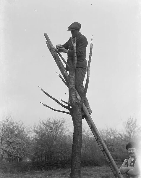 Man crafting cherry trees. 1937