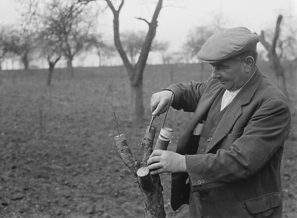 A man grafting apple trees. 1939