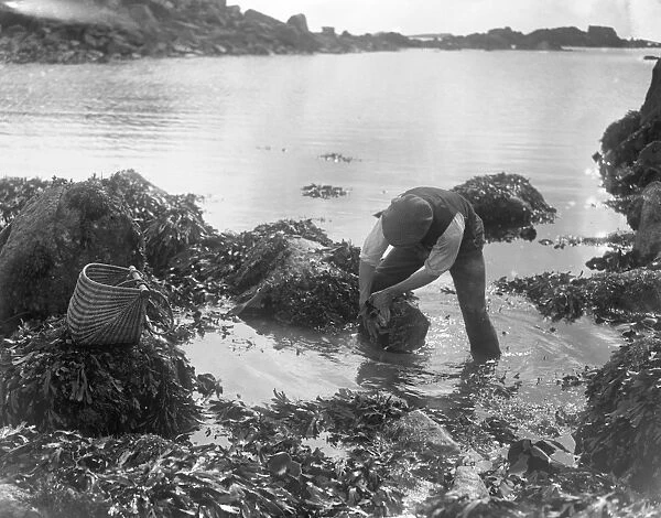 A man looking for ormers or abalone (shellfish) along the seashore in the Channel Islands