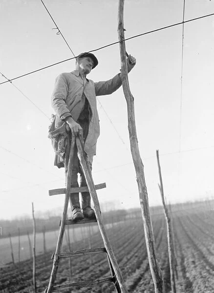 A man on a rickety ladder stringing up the hop poles onto which the hop bines will climb