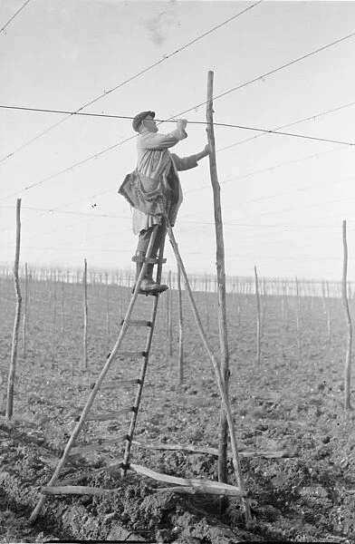 A man on a rickety ladder stringing up the hop poles onto which the hop bines will climb