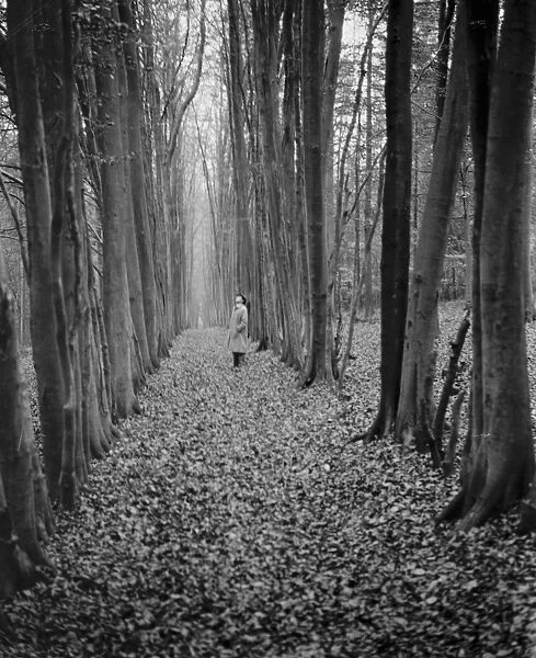 A man stands in an avenue of beech trees in a wood. 1938
