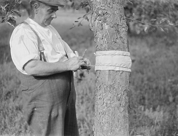 A man is stickybanding a fruit tree to prevent insects from crawling up it