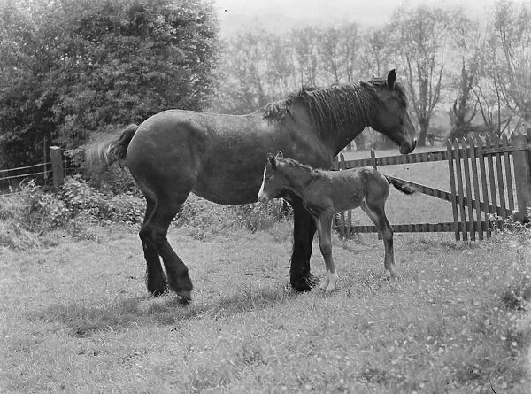 A mare with her colt. 1937