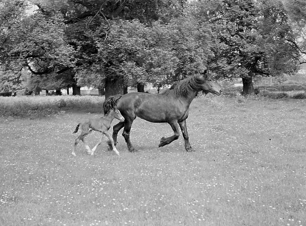 A mare and her colt running through a field. 1937