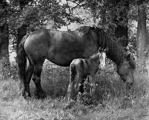 Mare and Foal Animal Misc