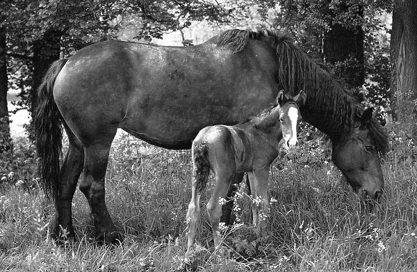 Mare and Foal grazing eating in field meadow