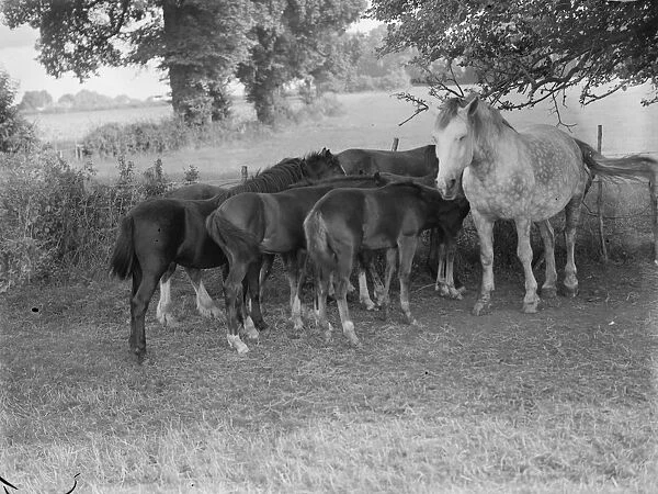 A mare and foals in Farningham, Kent. 1939
