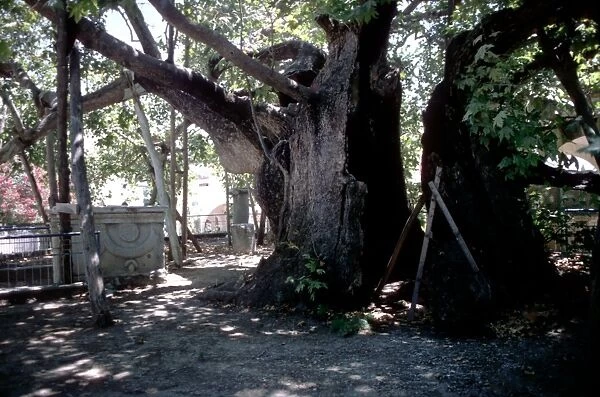 Medical - The sacred healing tree of Hippocrates, on the island of Cos, Greece. Hippocrates