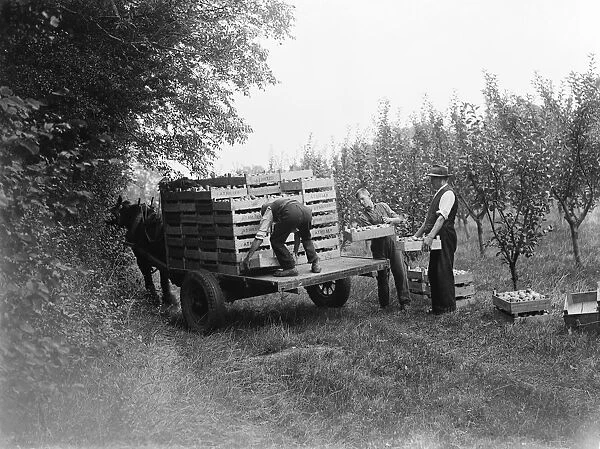 Men loading boxes of apples on to a horse and cart in an orchard. 1935