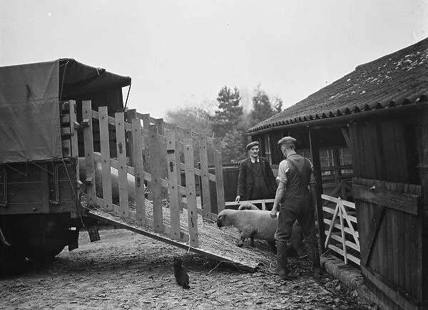 Men loading sheep up a ramp onto a lorry. 1937