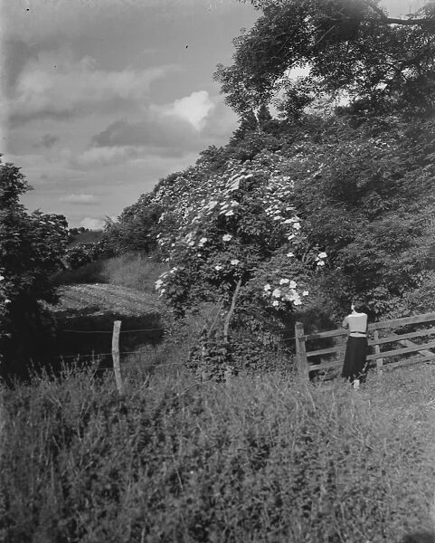 Miss Muriel Haken admiring some wild roses in Sussex. 13 June 1937