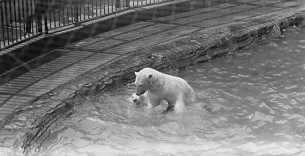 Mixed bathing at the Zoo Polar bears play Get out or Get Under Isabelle