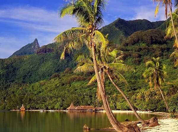Morea Tahiti