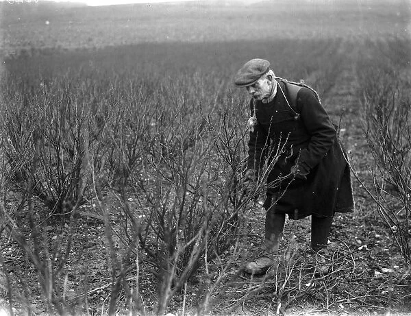 Mr George Walter Lennard in Footscray, Kent, pruning blackcurrant shrubs. 1936