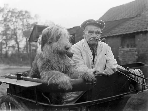 Mr Groombridge and his sheepdog, smoking their pipes, aboard their pony trap. 1936