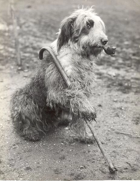 Mr Groombridges Sheepdog 1936 The Old Soldier on Guard - with pipe and stick