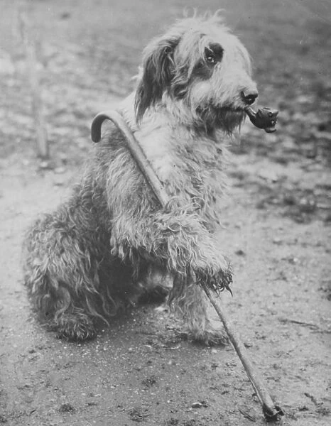 Mr Groombridges sheepdog poses with a pipe and a walking stick. 1936