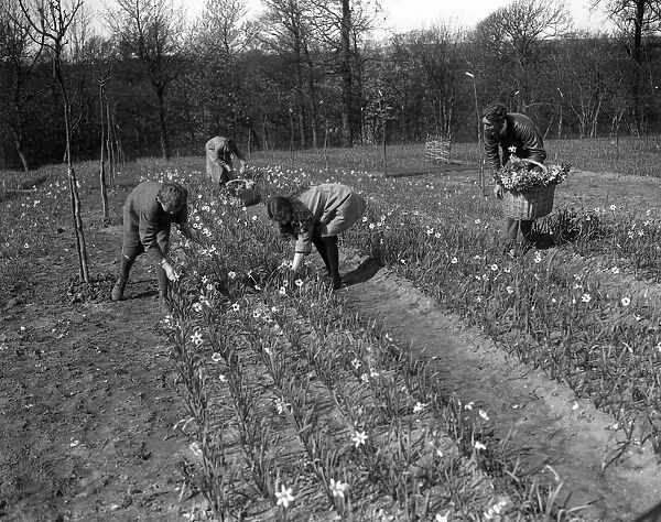 Mr Lummis, an ex RASC officer, runs a daffodil farm at Godstone, Isle of Wight