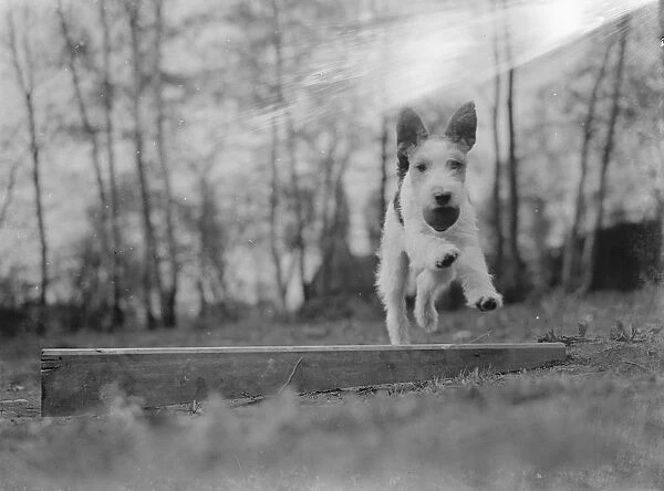 Mr Tophams dog Tony. 1939