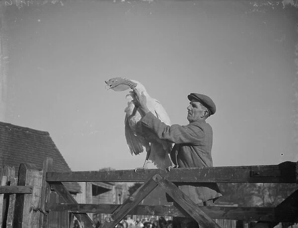 Mr W R Gaines shows off one of his turkeys on a farm in Frant, East Sussex. 1937