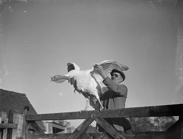 Mr W R Gaines shows off one of his turkeys on his farm in Frant, East Sussex. 1937