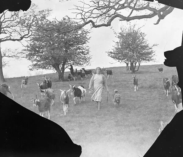 Mrs C Ashbee walks through a field, with her dog, on a goat farm in Birling, Kent