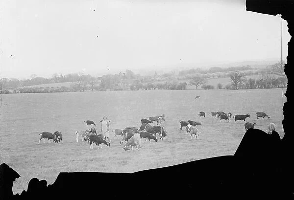 Mrs C Ashbee walks through a field, with her dog, on a goat farm in Birling, Kent