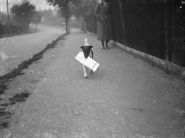 Mrs Carrs terrier carrying The Times newspaper. 1 November 1936