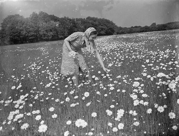 Mrs Muriel Topham junior picking flowers in a field near Meopham, Kent