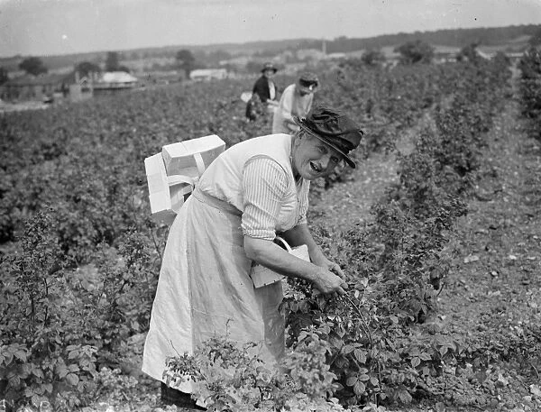 Mrs Sarah Teatt picking raspberrys in Sidcup. 1935
