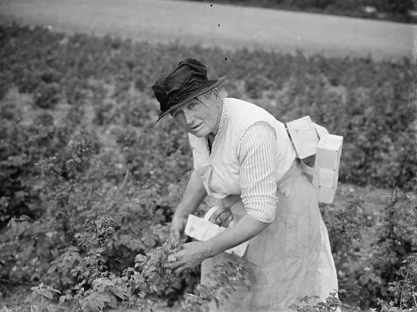 Mrs Sarah Teatt picking raspberrys in Sidcup. 1935