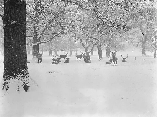 Nature as artist. An artistic winter study in Windsor, Great Park. 15 January 1926