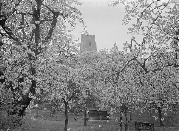 Newington church, Kent, see through the tree blossom. 1936