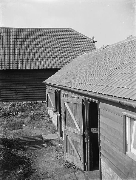 Newly tiled roofs on barns. 1935
