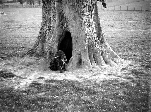 Old tree in Penshurst, Kent provides a kennel for the dog. 1933
