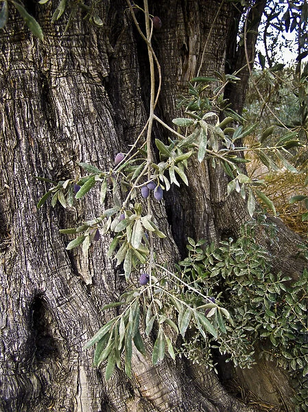 Olives growing on old olive trees in southern Cyprus credit: Marie-Louise Avery