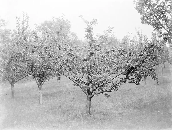 Orchard. 1935