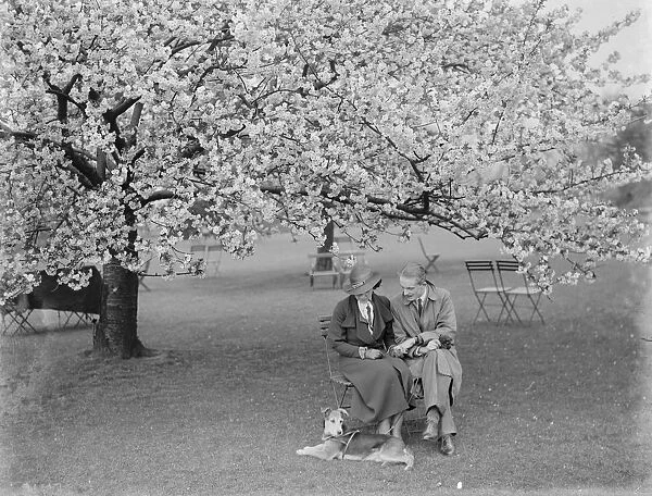 Orchard blossom. 1935
