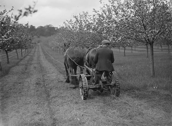 Orchard grass cutting. 1935