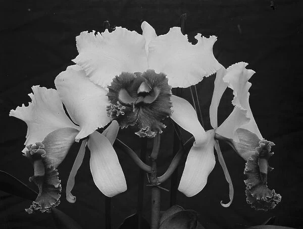 Orchid perfections, shown at the Royal Horticultural Hall, Vincent square. The