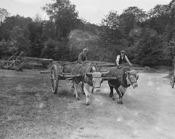Oxen engaged on work at Cirencester Park 12 June 1923