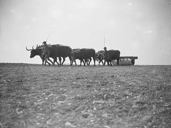 Oxen at work on the land in Sussex Exeat new barn farm, Seaford 12 August 1923