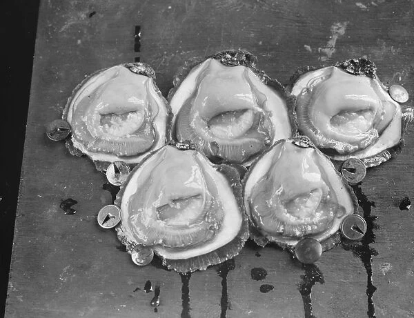 Oysters open in their shells. 10 September 1925