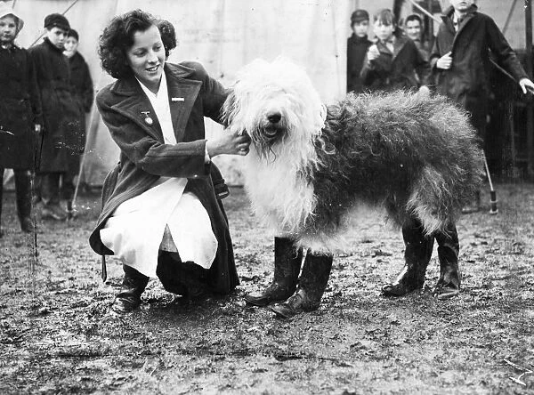 Pastel Blue Autocrat, a beautiful old English sheepdog, came to the West Country