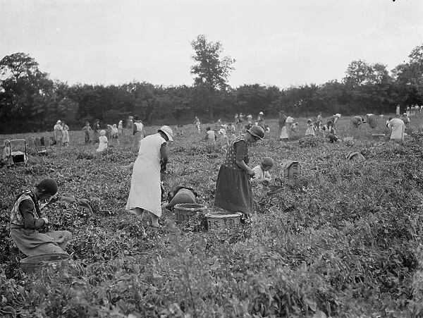 Pea picking in Swanscombe. 6 July 1937
